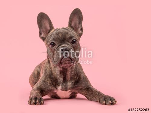 aranyos francia bulldog kutya rózsaszín háttérrel, Premium Kollekció