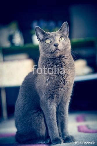 Figyelő orosz kék cica, Premium Kollekció