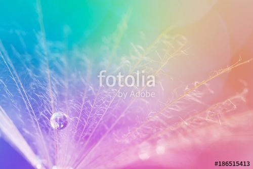 Dandelion and dew-drop on colorful background. Beautiful and sty, Premium Kollekció
