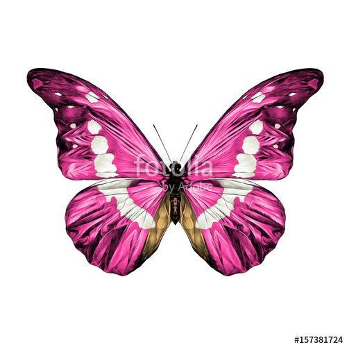 pink butterfly with white spots on the wings of the symmetric to, Premium Kollekció
