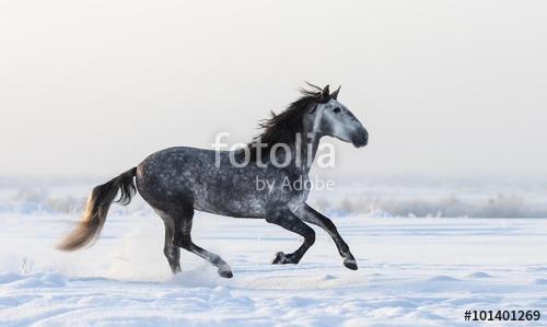 Szürke andalúz lovak, akik friss hóban kószálnak a réten, Premium Kollekció