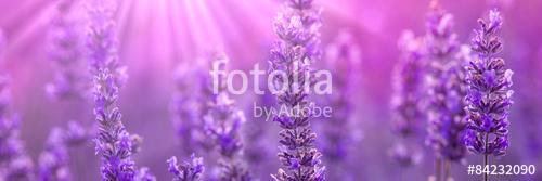 Lavender, Premium Kollekció