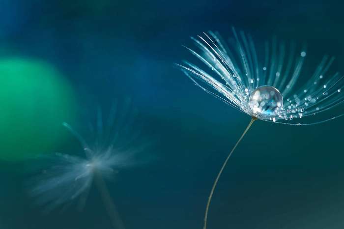A dandelion seed with drops of water on a multi-colored backgrou, Premium Kollekció