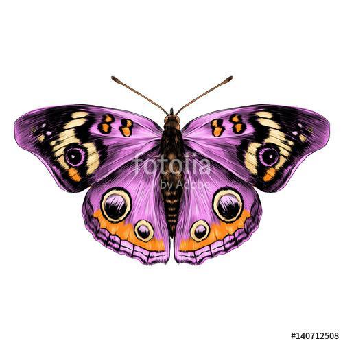 butterfly with open wings top view of symmetry, sketch the graph, Premium Kollekció