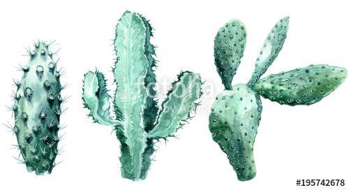 Watercolor set of cactus  isolated illustration on a white backg, Premium Kollekció