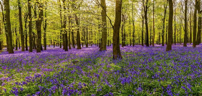 Napsütötte erdő harangvirágokkal, Partner Kollekció