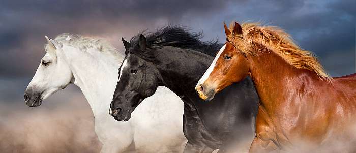 Három ló portréja vágtatás közben , Partner Kollekció