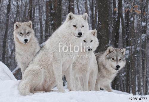 Arctic Wolf Pack, Premium Kollekció