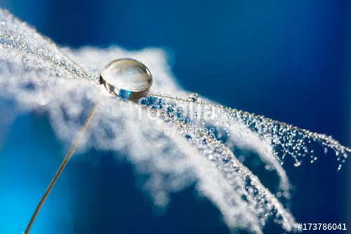 Dandelion with drops of water in the form of lace. dandelion see, Premium Kollekció