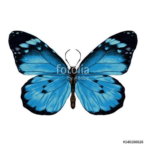 butterfly with open wings top view, the symmetrical drawing, gra, Premium Kollekció