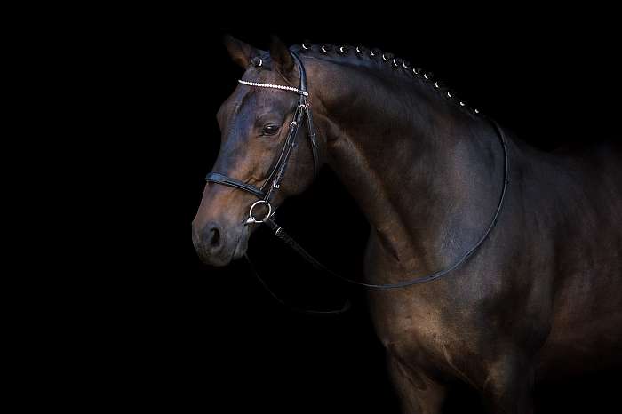 Öböl ló horog portré fekete háttéren, Premium Kollekció