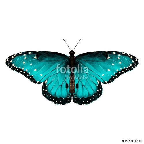 butterfly symmetric top view of turquoise with spots , sketch ve, Premium Kollekció