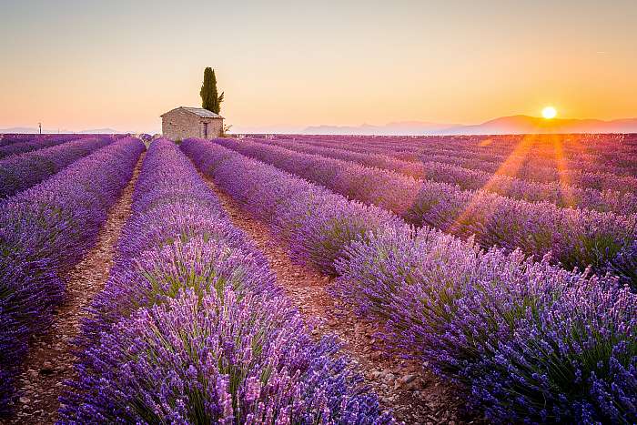 Valensole, Provence, Franciaország. Lavender mező tele lila flow, Premium Kollekció