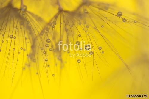 Abstract macro of dandelion with water drops. Gold drops on dand, Premium Kollekció