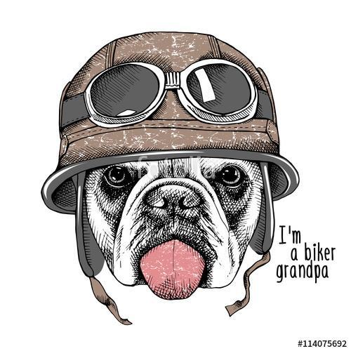 The image Portrait of the dog Bulldog in the motorcyclist helmet, Premium Kollekció