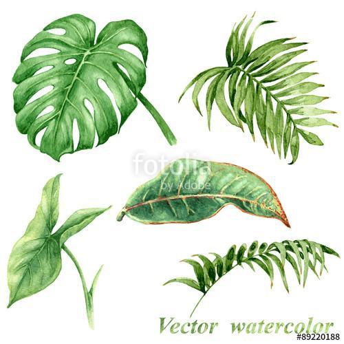 Set of watercolor tropical plants  leaves isolated on white., Premium Kollekció