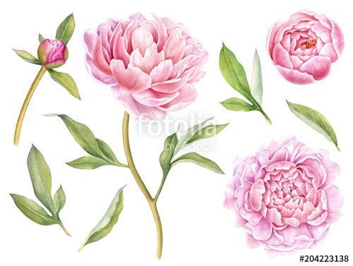 Hand painted floral elements collection. Watercolor botanical il, Premium Kollekció