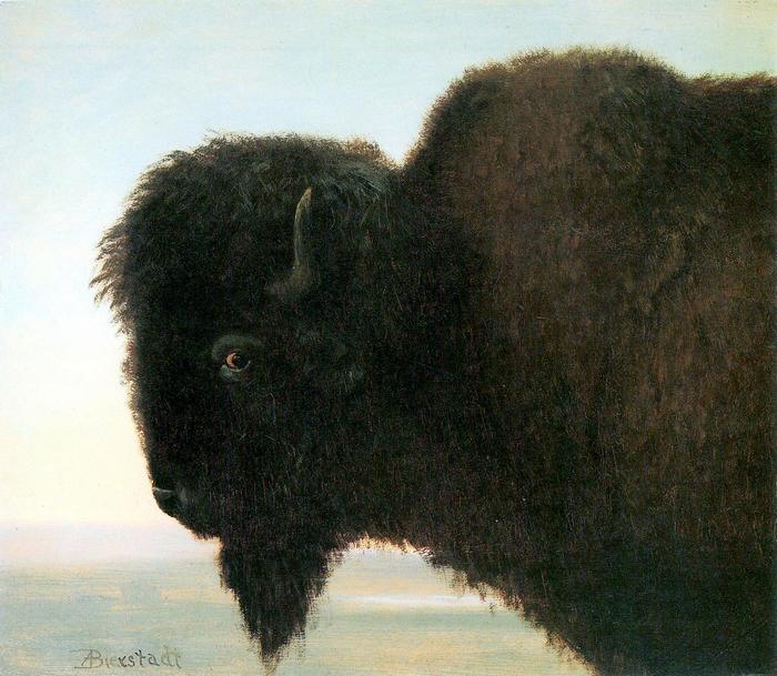 Bölényfej, Albert Bierstadt