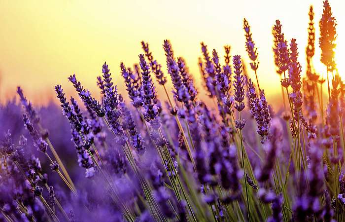 Virágzó levendula egy naplementében lévő területen Provence-ban,, Premium Kollekció