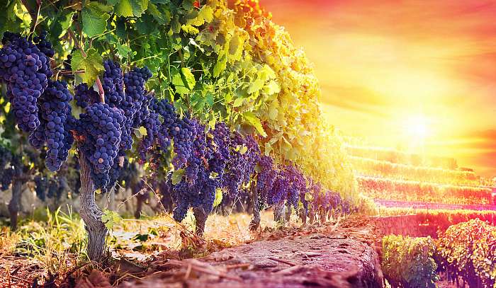 Érett szőlő a szőlőben a naplementében - szüret, Partner Kollekció