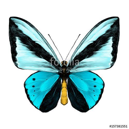 butterfly symmetric top view of light blue and blue colors, sket, Premium Kollekció