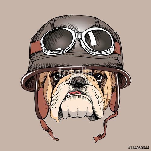 Bulldog portrait in a retro helmet of Racer. Vector illustration, Premium Kollekció