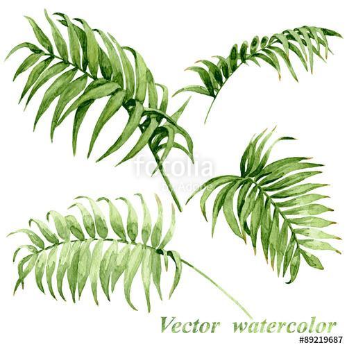 Watercolor palm leaves isolated on white., Premium Kollekció
