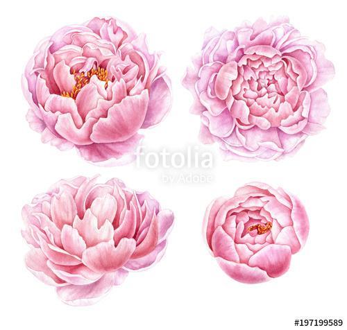 Set of watercolor peonies isolated on white background., Premium Kollekció