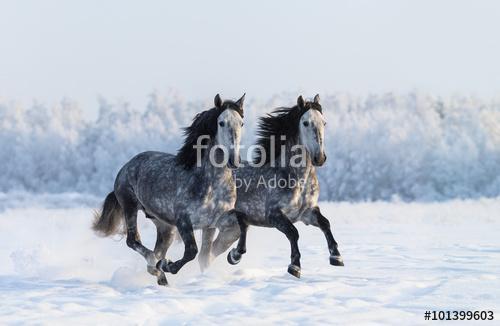 Galambszürke lovak a hóban, Premium Kollekció