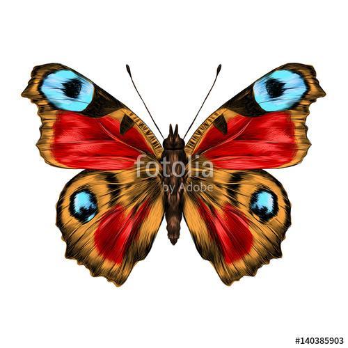 butterfly with open wings top view, the symmetrical drawing, gra, Premium Kollekció