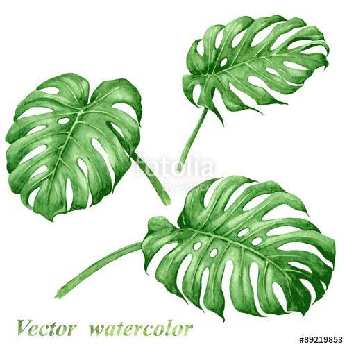 Set of watercolor tropical plants  leaves., Premium Kollekció