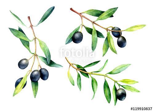 Set of hand drawn watercolor olive branches., Premium Kollekció