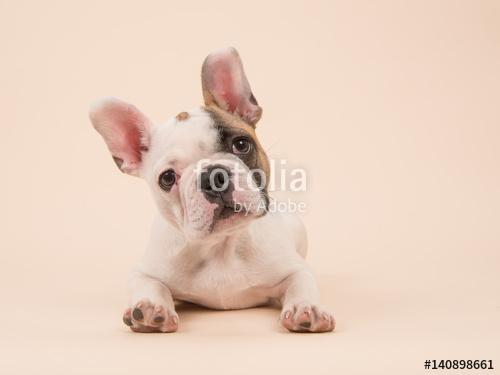 Aranyos francia bulldog kiskutya fekszik egy creme színű backgro, Premium Kollekció
