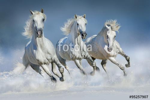 Három fehér ló galopp a hóban, Premium Kollekció