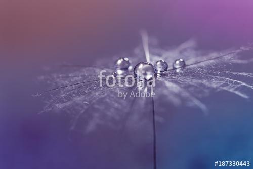 Dew drops close-up on a dandelion, colorful background. Abstract, Premium Kollekció