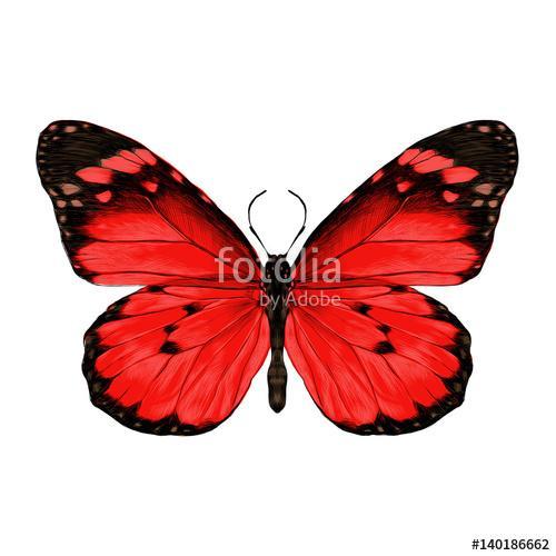 butterfly with open wings top view, the symmetrical drawing, gra, Premium Kollekció