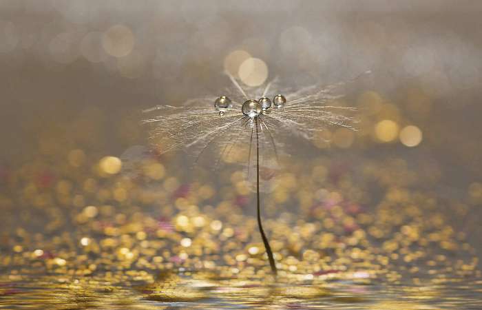 Dandelion with droplets of water on a sparkling gold background., Premium Kollekció