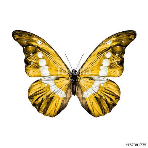 yellow butterfly with white spots on the wings of the symmetric , Premium Kollekció
