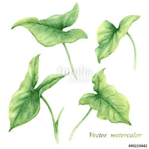 Set of watercolor green leaves., Premium Kollekció