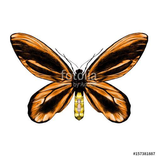 orange butterfly with a black pattern on the wings of the symmet, Premium Kollekció