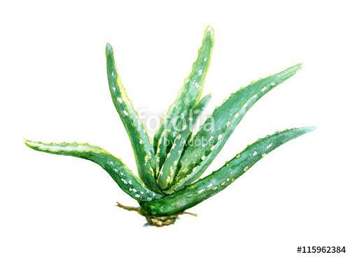 Watercolor Aloe Vera, Premium Kollekció