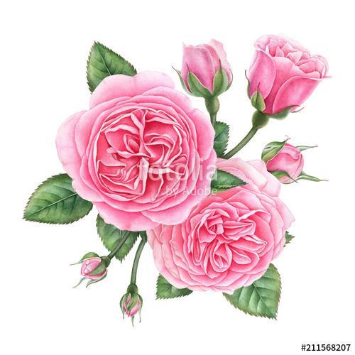 Floral composition of pink english roses, buds and leaves isolat, Premium Kollekció
