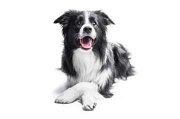 Border collie kutya, 