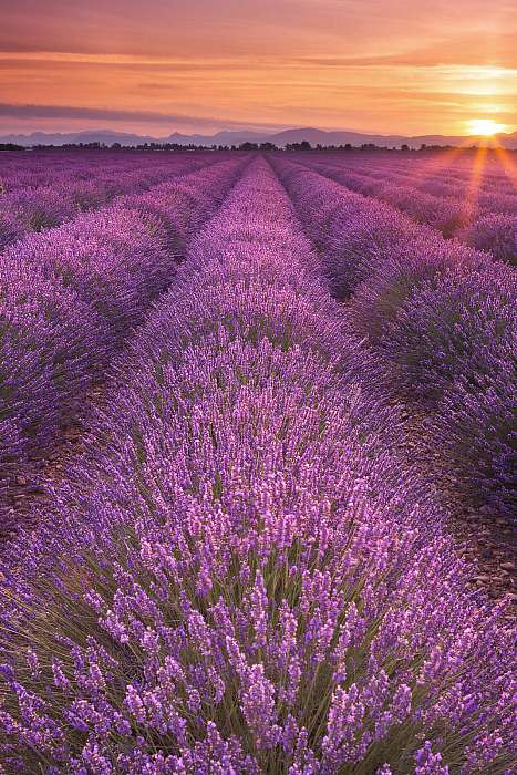 Napkelte a levendula mezei a Provence-ban, Franciaországban, Premium Kollekció