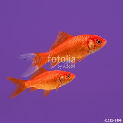 Két úszó narancssárga aranyhal lila háttéren, Premium Kollekció