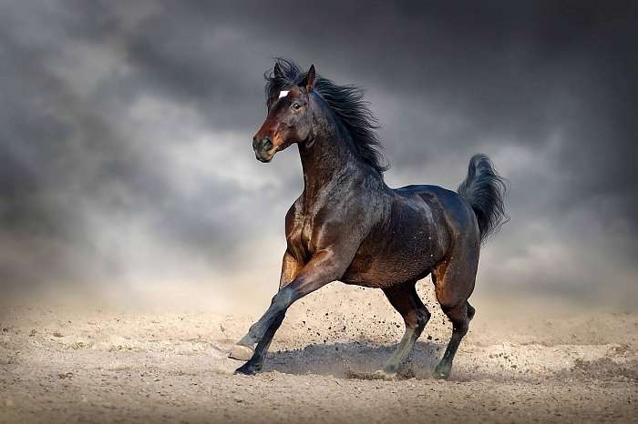 Gyönyörű öböl lovaggal galopp a homokos mezőben sötét égen, Premium Kollekció