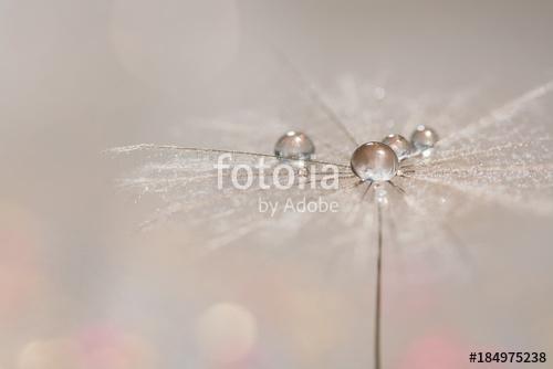 Silvery drops of dew on a dandelion seed. Macro of a dandy on a , Premium Kollekció