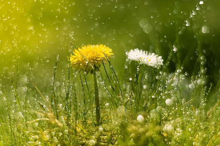 Dandelion and Daisy in the rain. Macro with beautiful bokeh.Sele, Premium Kollekció