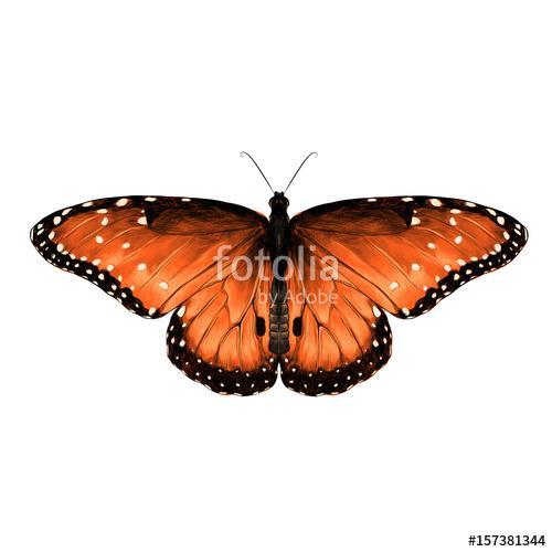 butterfly are symmetrical and the top is red with spots , sketch, Premium Kollekció