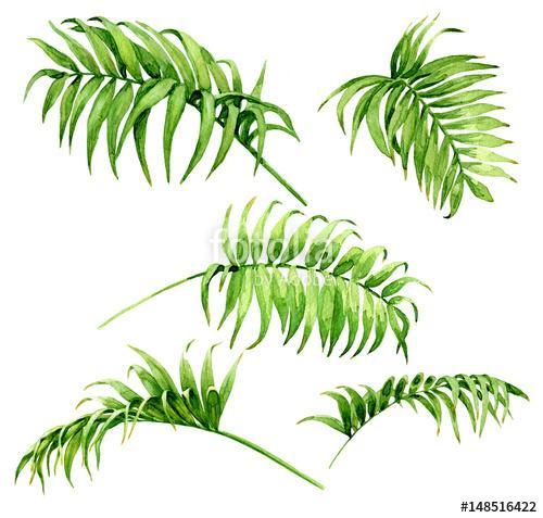 Palm Fronds Watercolor Sketch, Premium Kollekció